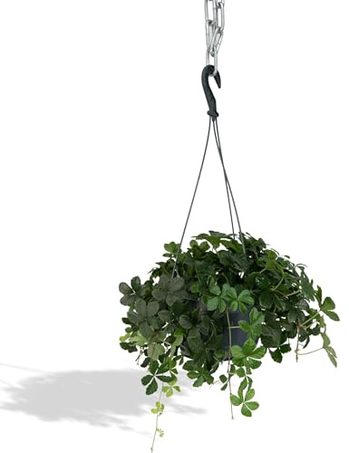 Parthenocissus Striata (Jungfernrebe)