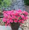 Japanische Azalee Canzonetta 15-20cm - Rhododendron obtusum - Zwerg Alpenrose
