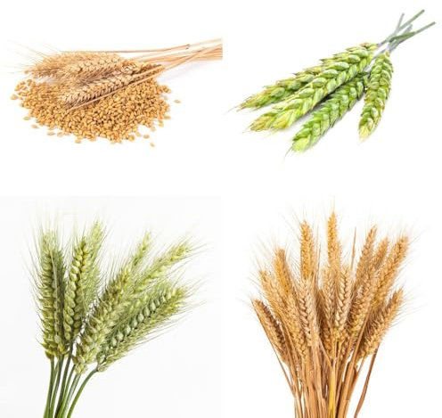 Weizen Samen, Getreide samen, steingartenpflanzen winterhart Triticum aestivum, saatgut gemüse garten samen gemüsesamen winterhart gemüse samen alte sorten saatgut alte sorten stauden 200pcs