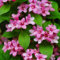 weigelie pflanze winterhart hecke samen bodendecker winterhart mehrjährig weigelie blumenwiese samen mehrjährig jindaihua pflanzen für sonnige plätze, hecken sträucher wildblumen 70pcs