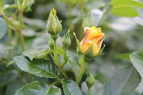 Mediterrano Rosendünger – Premium-Nährstoffe für kräftige, farbintensive Blüten & gesunde Rosen! 1,5 Kg