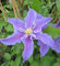 Clematis Beate (60-100 cm) - Waldrebe/Klematis