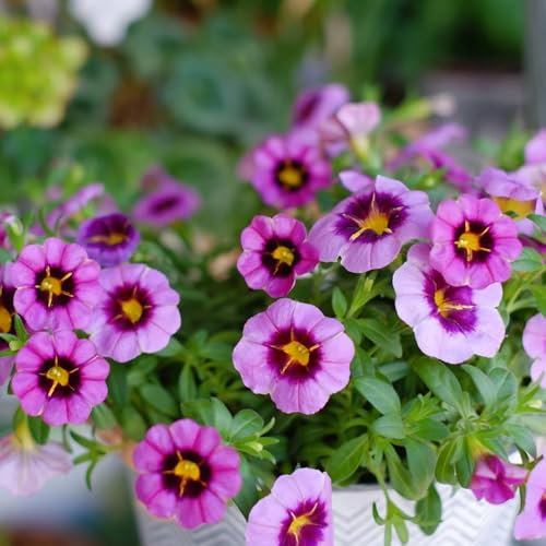 20 pcs zauberglöckchen pflanze samen - pflanzen garten winterhart mehrjährig, saatgut geschenk (Calibrachoa elegans) balkon blumen, ostern geschenke pflanzen samen indoor, stauden