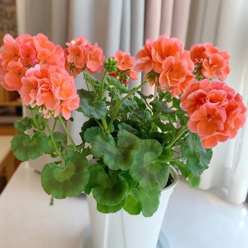 pelargonium geranien samen hängend, wildblumensamen, hochbeet samen blumenwiese samen, schattenpflanzen bodendecker winterhart mehrjährig topfpflanzen draußen winterhart, deko blumen 220pcs