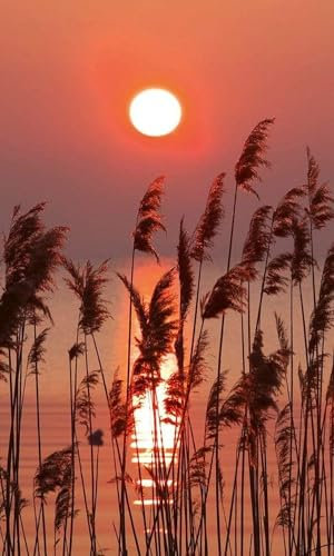 Papier peint intissé ROSEAU 150 cm x 250 cm | Tapisserie Murale XXL Poster Décoration - Salon Appartement - Photo d'art Tableaux Muraux | QUALITÉ SUPÉRIEURE - MADE IN EU - Y compris adhésif