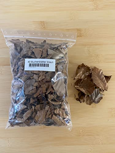 Getrocknete Buchenblätter (40 Stück; ca. 20 Gramm) für Aquarien Garnelen Schnecken Fische Welse