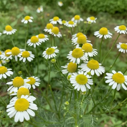 100 pcs Kamille Samen Bio kräutergarten, hochbeet Matricaria chamomilla hochbeet kräuter, balkonpflanzen winterhart heilpflanzen samen, bodendecker winterhart mehrjährig pflanzen samen,