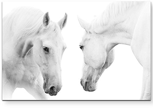 Paul Sinus Art Leinwandbilder | Bilder Leinwand 120x80cm zwei stolze weiße Pferde
