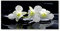 Tulup Spritzschutz Glas Küche 140x70 cm Küchenrückwand Glassplatte Küche Herd Küchenrückwand aus Echtglas Abdeckplatte - Blumen & Pflanzen - Weiß - Orchidee