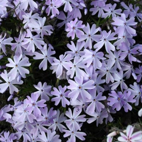 6 x Phlox mousse 'Emerald Cushion Blue' - Phlox Subulata - Godet 9x9 cm, Fleurs Bleues Denses, Excellente pour Rocailles