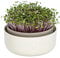 Moutta | Germoir pour Graines à Germer et Micro-pousses - Microgreens Coupelle de Germination - Design Bac de Germination en Plastique, 16 cm