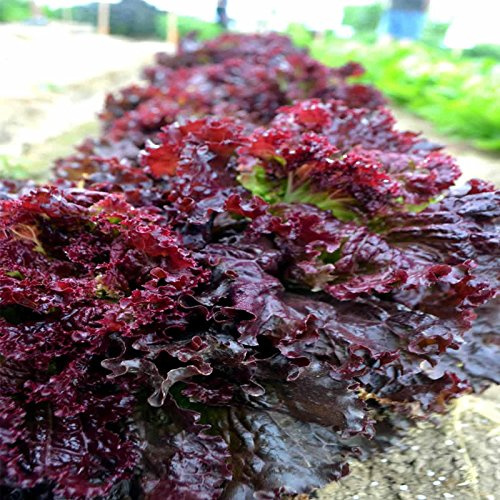 Leaf Lettuce Garden Seeds - Ruby Red - 1 g Packet ~900 Seeds - Non-GMO, Heirloom Vegetable Gardening & Salad Greens Microgreens Seed
