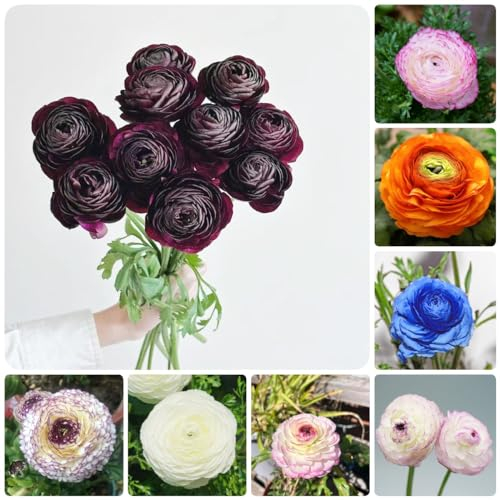 15 pcs blumen ranunkeln zwiebeln, indoor garten steingartenpflanzen winterhart Ranunculus japonicus - Hydrokultur knollen flower winterlinge zwiebeln winterhart mehrjährig pflanztöpfe