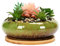 Generisch Keramik Bonsai Schale mit Bambusständer, 15,6 x 5,6 cm, Glasierte Hydrokultur-Pflanzschale für Lotus und Wasserpflanzen (Grün)