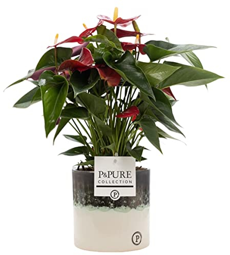 Anthurium Red with Pot, Houseplant Real Indoor Plant for Office, Home, Bedroom, Kitchen and Living Room, Perfect for Clean Air, Delivered Next Day