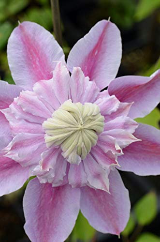 Portal Coole Clematis 'Josephine' Agm