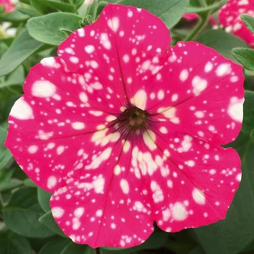 Petunia Royal Sky | 6 Plug Plants | Bedding