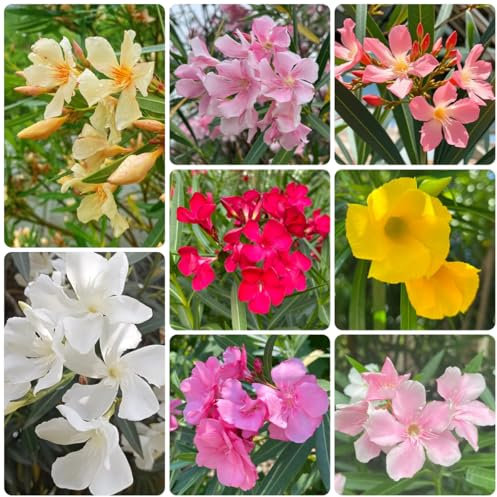 Adelfa semillas de plantas de adelfa resistentes arbustos de floración resistente, flores de jardín Cultivar plantas, setos de arbustos, árbol bonsai plantar árboles, árbol bonsai 40pcs