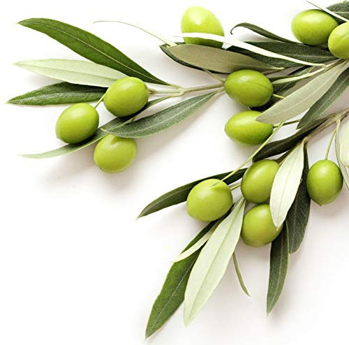 PLAT FIRM Germinazione dei Semi: Coratina - Olea europaea Ulivo Vivo pianta da Giardino Alimentare Resistente alla siccitÃ