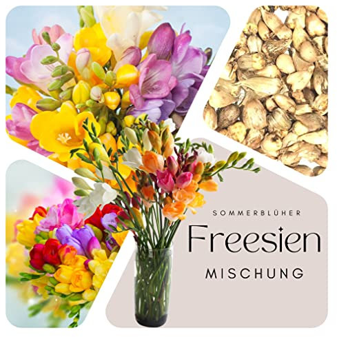 100 Stück Freesien Zwiebeln - Blumenzwiebeln - Freesia einfache Mischung - Grösse 5/6 - SAISONWARE - NUR KURZE ZEIT ERHÄLTLICH