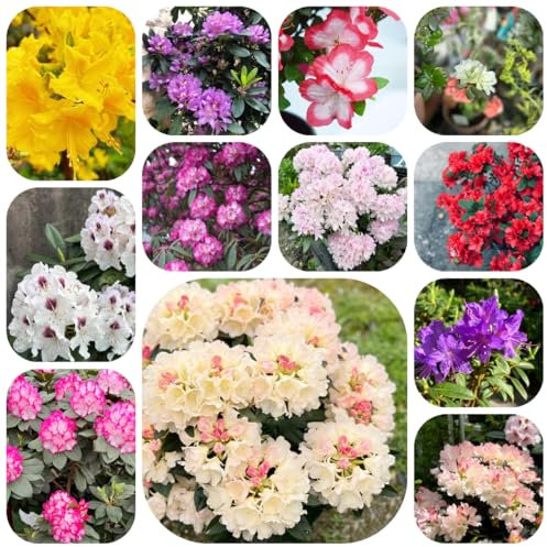 semillas de bonsái de azalea plantas resistentes para el jardín - Serie plantas raras - jardín jardín resistentes en macetas rododendro planta balcón semillas bonsái flores jardín 65pcs