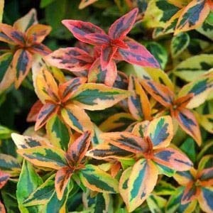 Abelie - Abelia Grandiflora Kaleidoscope - 25-30 cm Topf: Vielfarbige Blätter