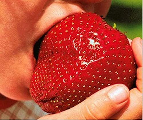 Genipap 50 semillas de fresa gigantes