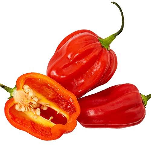 Chilli Plants - 'Scotch Bonnet Red' - 3 x Full Plants in 9cm Pots - Chilli Pepper - Pepper - Hot Chili - Garden Ready + Ready to Plant - Indoor or Outdoor - Premium Quality Chillies