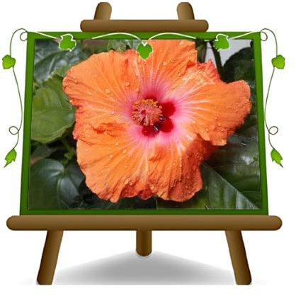 EURO PLANTS VIVAI Hibiscus Tahiti Orange plante ornementale sur pot de 14 cm. * Hauteur 20 cm