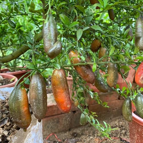 semi di lime finger - alberi da frutto nani pianta in vaso semi di frutta fresca per aiuole rialzate piante d'appartamento che purificano l'aria piante da frutto colonnari piante da 150pcs