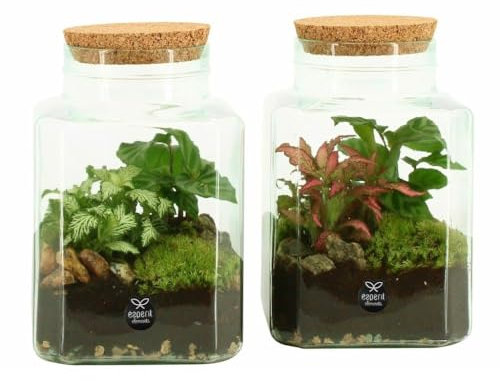 TERRARIO DE Cristal | 90559 | Altura 20CM | Diseño único | Naturaleza en Miniatura | Ideal para Regalar | Elegancia Natural | Fácil de cuidar | 1 Unidad