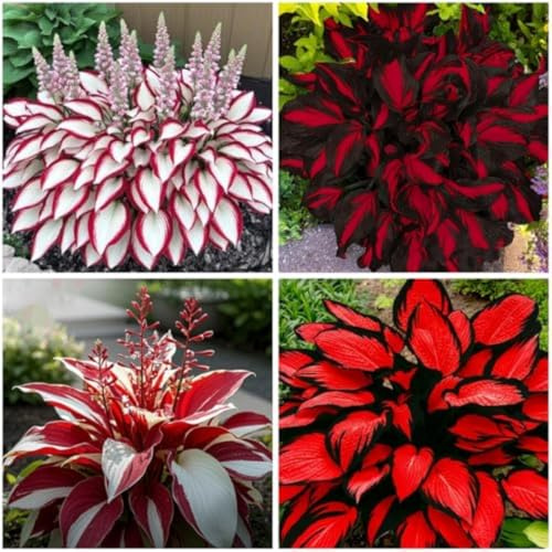 Mitternachtsblaue -Hosta, Mehrjährige Schatten, Winterhart Funkien, Geeignet für Gartenr-6 Wurzel-h