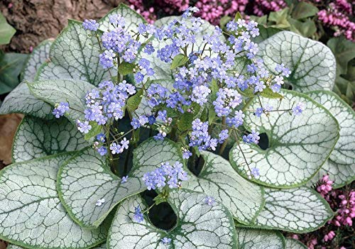 3 x Brunnera macrophylla 'Jack Frost‘ im 1 Liter Topf (Winterhart/Stauden/Staude/Mehrjährig/Bodendecker) Kaukasus Vergissmeinnicht - tolle Blattschmuckstaude - absolut Pflegeleicht - von Stauden Gänge