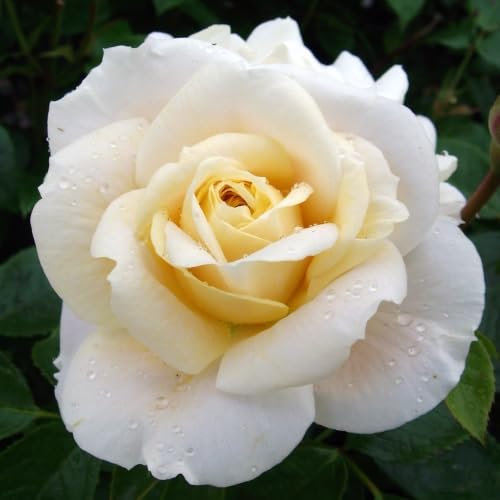 Rose Eileen - A Beautiful Ivory Potted Rose Bush for The Garden - Unique Personalised Gift for A Person Named Eileen