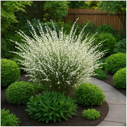 GrowOn Shrubs Broom Plant Cytisus x Praecox 'Albus' | Deciduous Shrub | Outdoor Garden Ready Plant | Spring and Summer Flowering | White Flowers