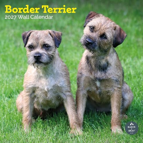 Baker and Bray Border Terrier Kalender 2026, großer quadratischer Wandkalender, 16 Monate, Border Terrier, Geschenk Hundekalender