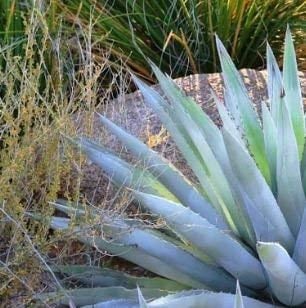 5 Samen von Agave Chrysantha Hardy Agave