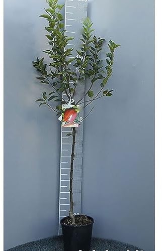 SAVINI VIVAI Fuji Apfelbaum, Obstpflanzen, Apfelbaum im Topf, 22–24 cm, 2–3 Jahre, Höhe 130–150 cm, hergestellt in Italien