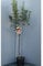 SAVINI VIVAI Fuji Apfelbaum, Obstpflanzen, Apfelbaum im Topf, 22–24 cm, 2–3 Jahre, Höhe 130–150 cm, hergestellt in Italien