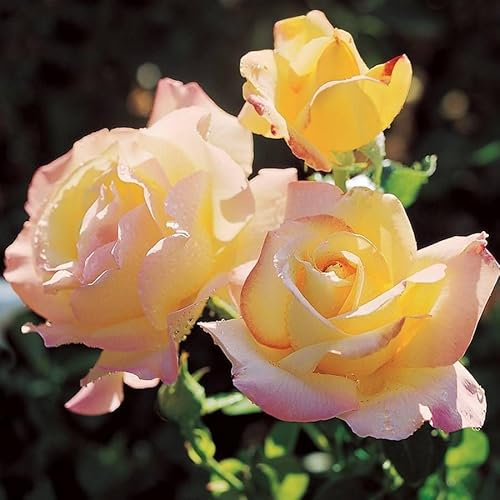 Rose Bush 'Peace' - Two-Toned Hybrid Tea Scented Rose Bush in 3 Litre Pot - Ready to Plant (2 Plants)