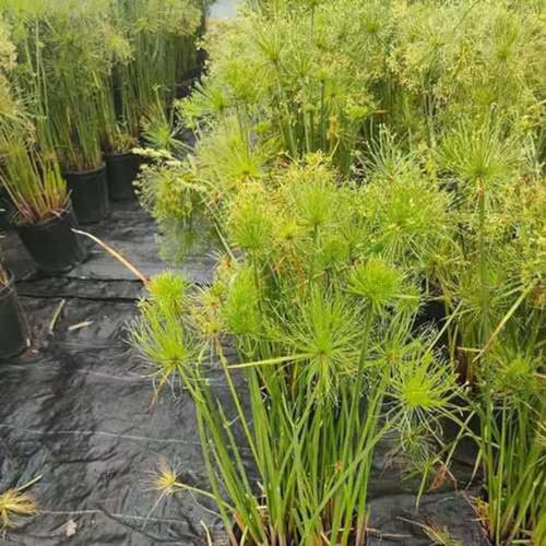 200 pcs echter papyrus samen, wildflower, bodendecker winterhart mehrjährig, papyrus pflanze kaufen (Cyperus papyrus) bienenweide saatgut, pflanzen garten gartengeschenke, blumen