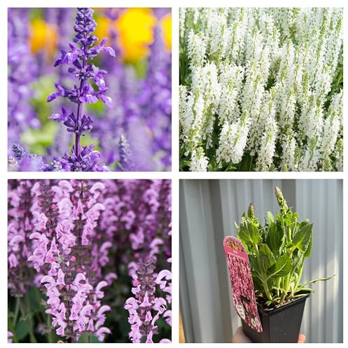 Salvia Perennial Plants | 3 x 9cm Potted Perennials | British Grown Perennials | Garden Ready