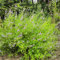 150 pcs Bartblume Samen hochbeete für garten winterharte stauden mehrjährig Bartblume Pflanze, Caryopteris clandonensis, bonsai baum pflanztöpfe pflanzen für balkonkästen winterhart