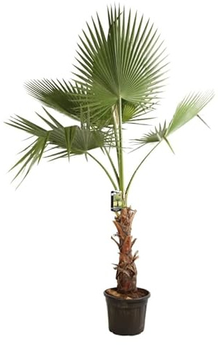 Palmier de Californie Washingtonia Robusta 120/140cm - Plante En Pot - Floraison Été - Exposition Plein Soleil Sol