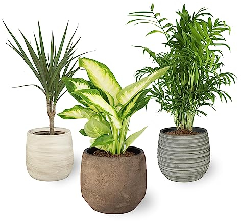 Pack 3x Plantas Purificadoras del Aire Naturales:1x Dieffenbachia, 1x Palmera Chamaedorea 1x Dracena Marginata, para Interior y Exterior Decoración de Hogar (Maceta Ø 9-11 cm)(Ceramica no incluida)