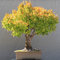 Portal Cool 30 Semi: Giapponese Zelkova Ulme, Zelkova Serrata Bellissimo Albero Semi Freschi Bonsai