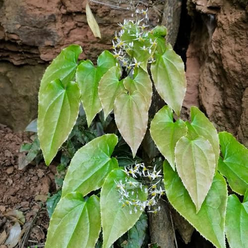 200 pcs Elfenblume Pflanze Samen - bodendecker winterhart mehrjährig Epimedium Alpinum - winterharte kübelpflanzen blumensamen bodendecker winterhart garten geschenke für männer, balkonpflanzen
