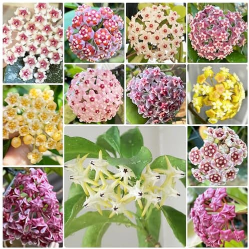Semi di piante Hoya、fiore di cera、fiore di porcellana、 piante rampicanti, vasi per piante piante da giardino perenni resistenti, semi di piante pianta pensile da interno, giardino 200pcs
