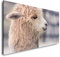 süßes Alpaka 120x 60cm Panorama Leinwand Bild XXL Format Wandbilder Wohnzimmer Wohnung Deko Kunstdrucke