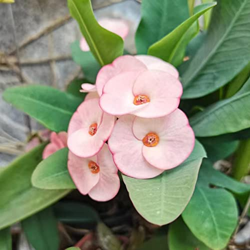 christusdorn pflanze samen - Euphorbia milii - geschenk für gartenfreunde pflanzen züchten gartensamen bienen wiese frühlingsblumen sommerblumen blumen gartenblumen mehrjährig winterhart 150 Stück